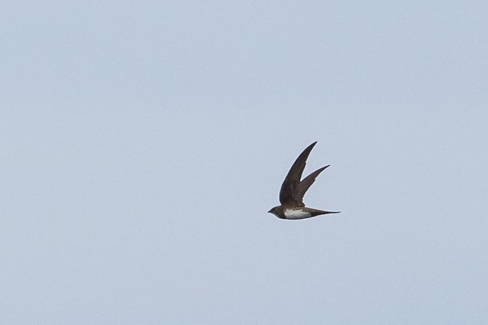Alpine Swift