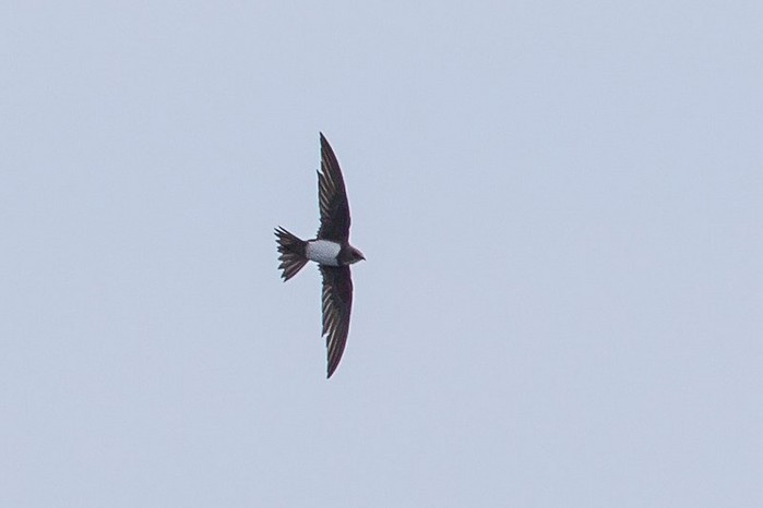 Alpine Swift
