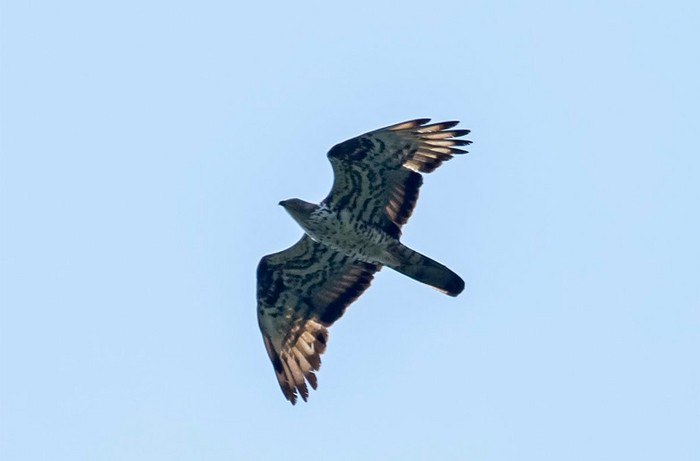 Honey Buzzard