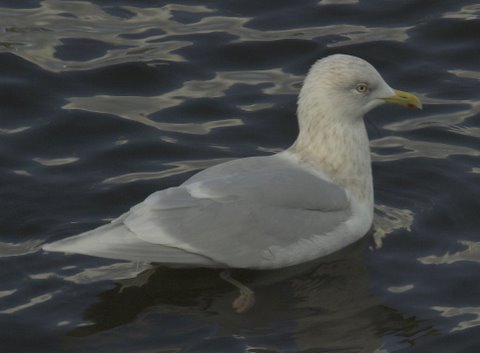 Iceland Gull
