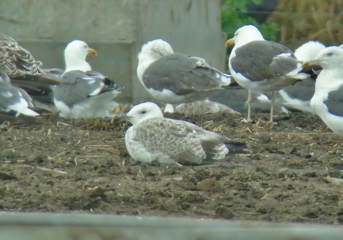 Caspian Gull