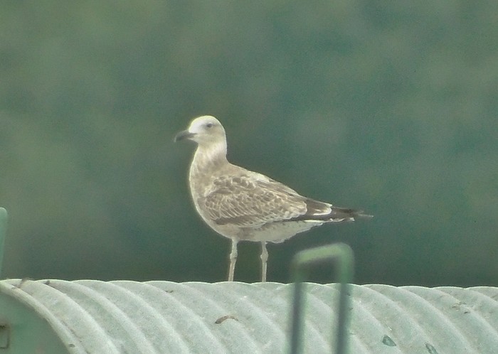 Caspian Gull