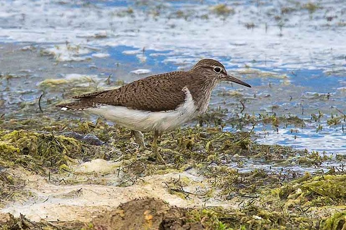 Common Sandpiper