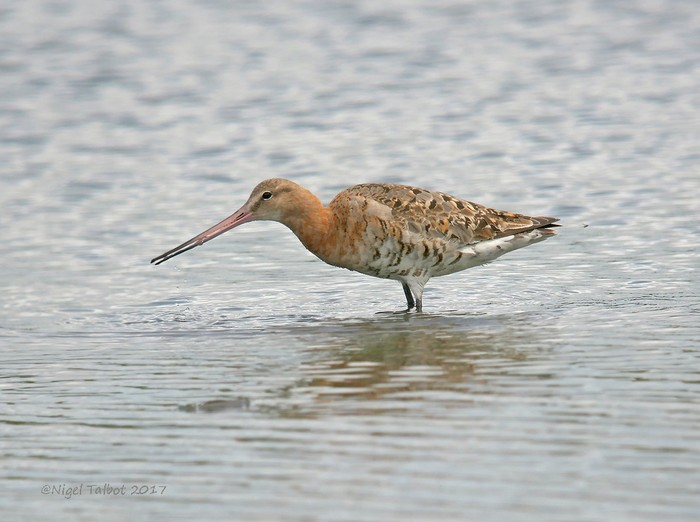 Black-tailed Godwit