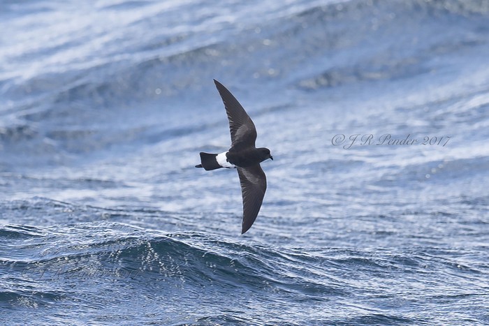 Wilson's Petrel