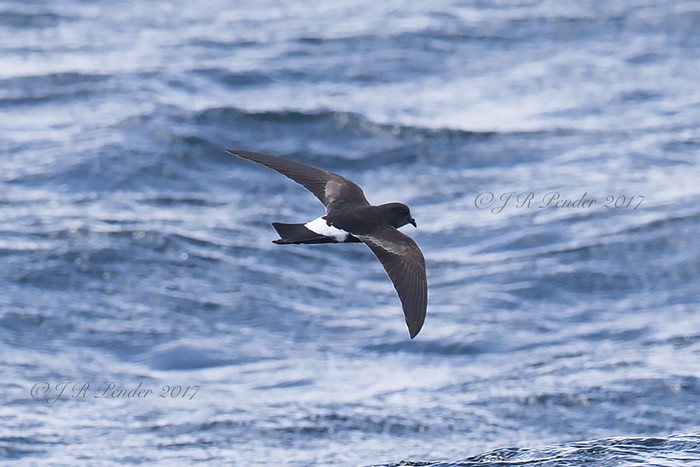 Wilson's Petrel