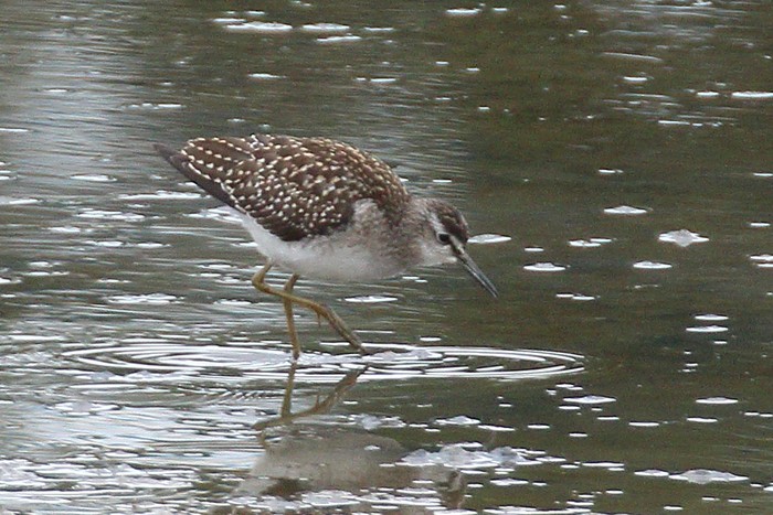 Wood Sandpiper