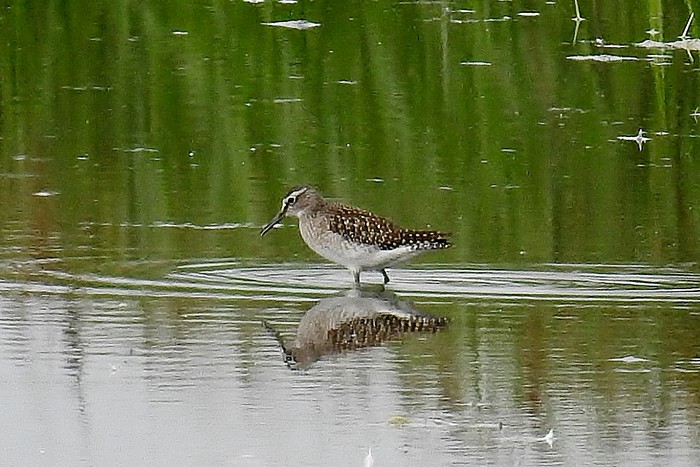 Wood Sandpiper