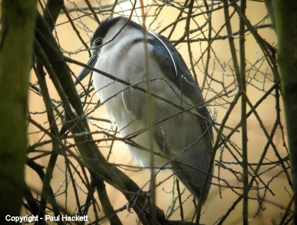Night Heron