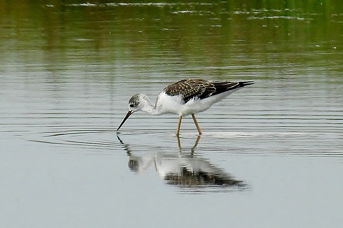 Black-winged Stilt