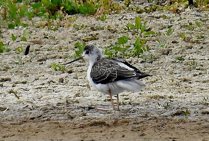 Black-winged Stilt