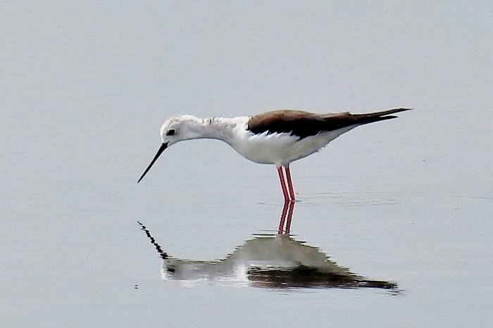 Black-winged Stilt