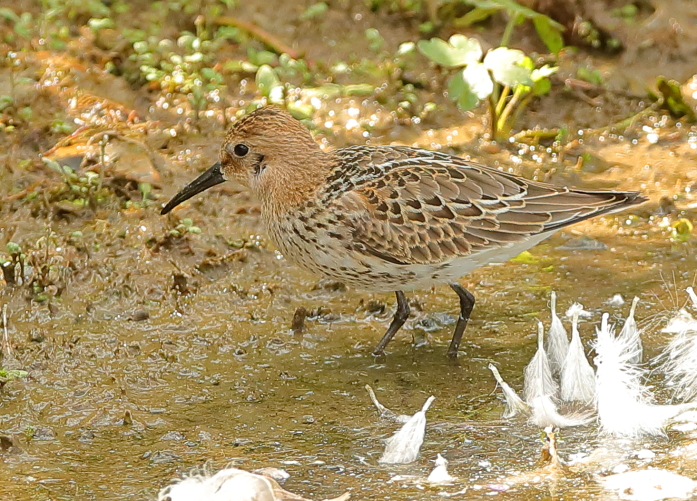 Dunlin