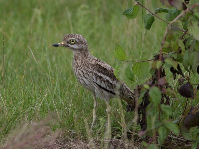 Stone Curlew