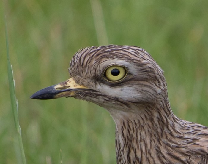 Stone Curlew