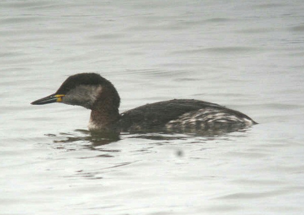 Red-necked Grebe