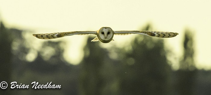 Barn Owl