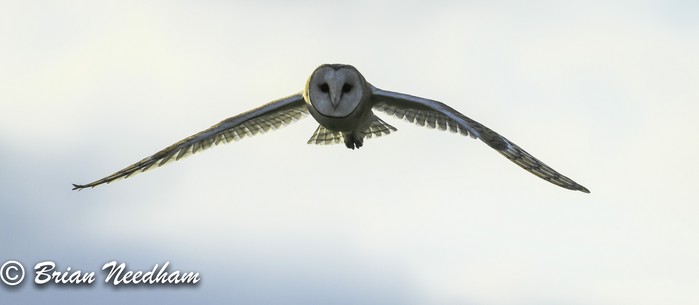 Barn Owl