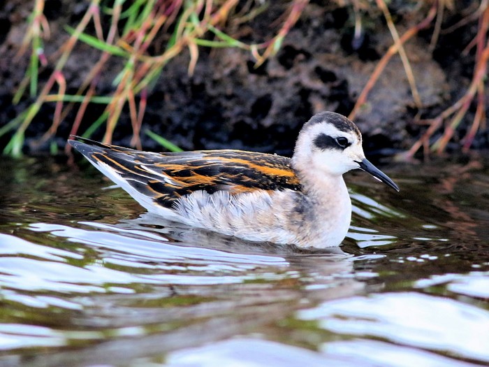 Red-necked Phalarope