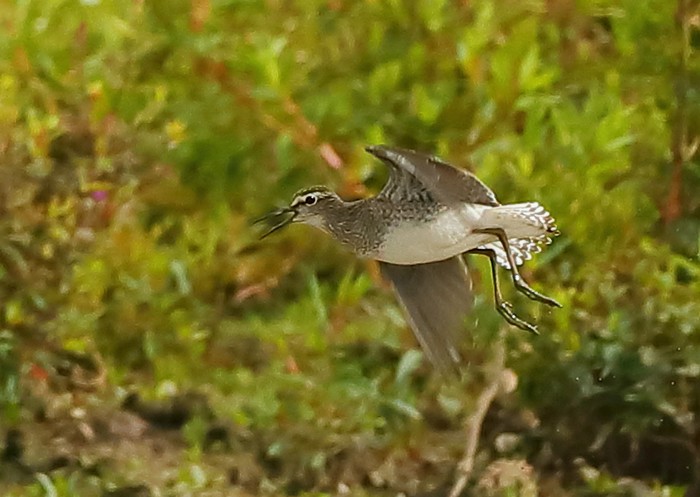 Wood Sandpiper