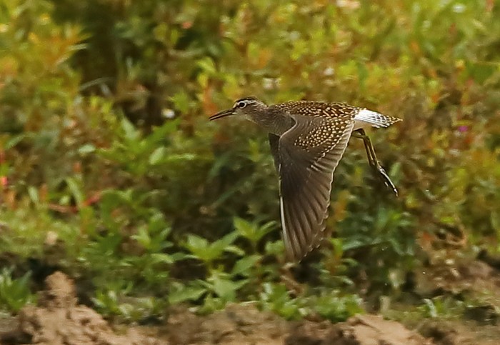 Wood Sandpiper