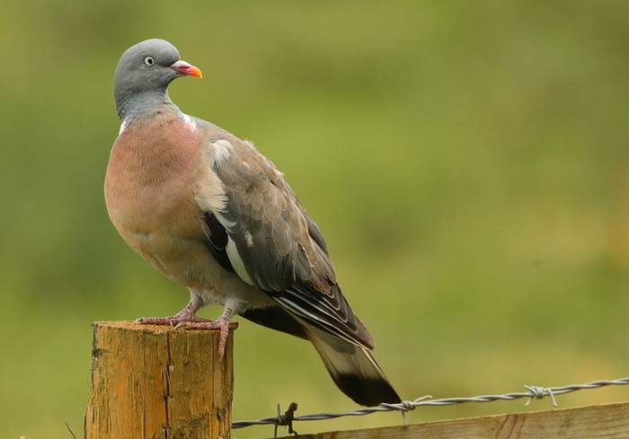 Woodpigeon
