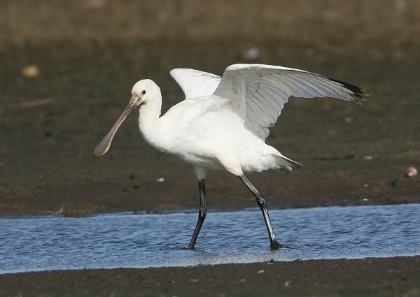 Spoonbill