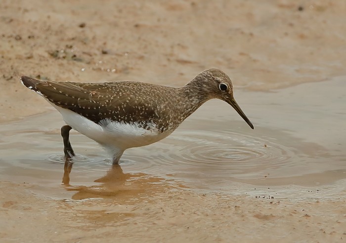 Green Sandpiper