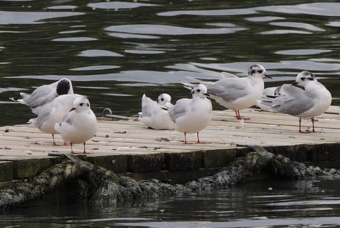 Little Gull