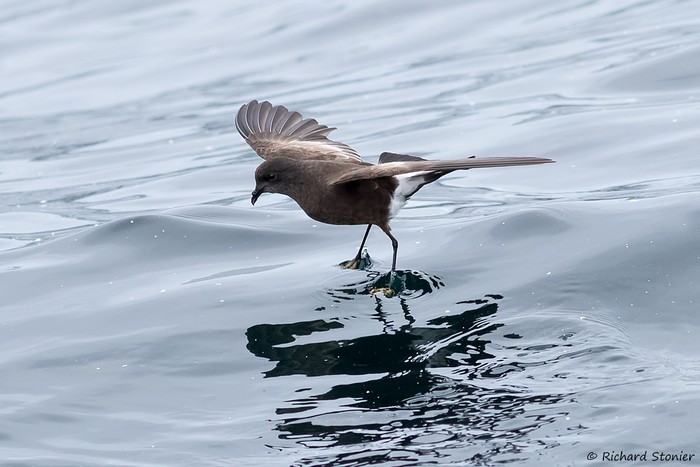 Wilson's Petrel