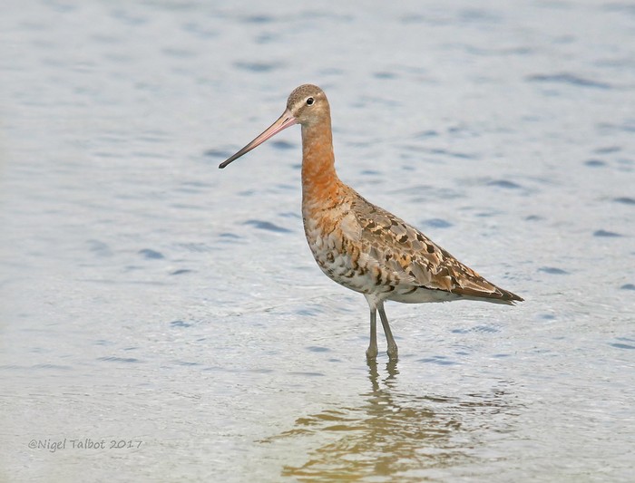 Black-tailed Godwit