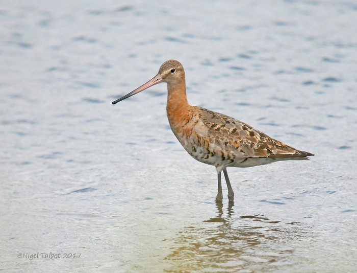 Black-tailed Godwit