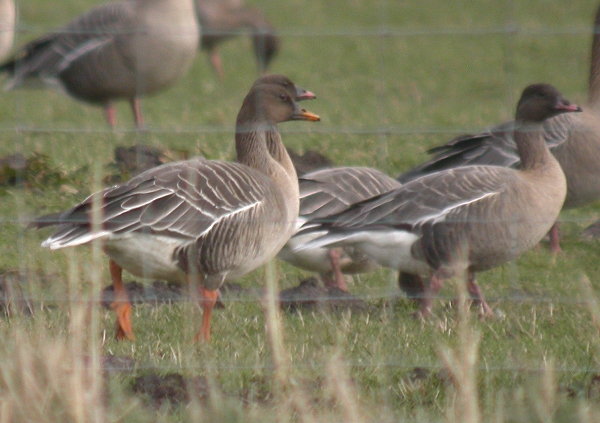 Taiga Bean Goose