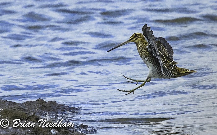 snipe