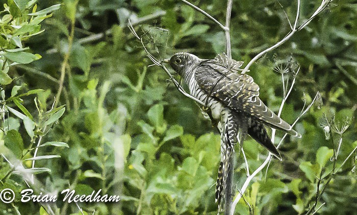 Cuckoo