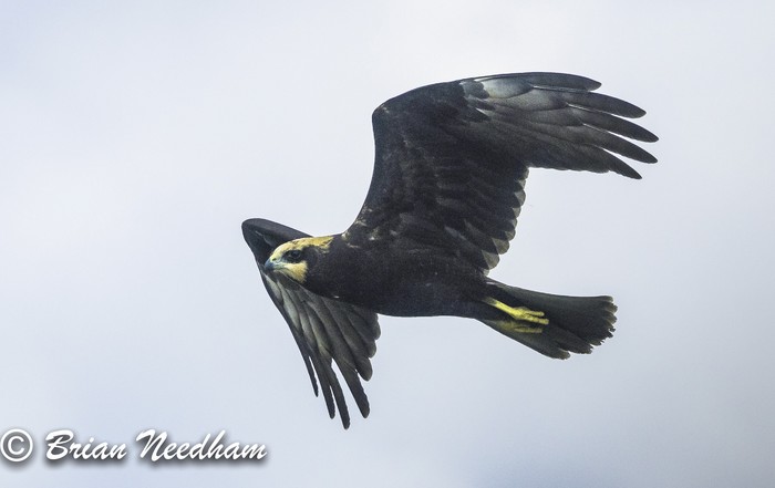 Marsh Harrier