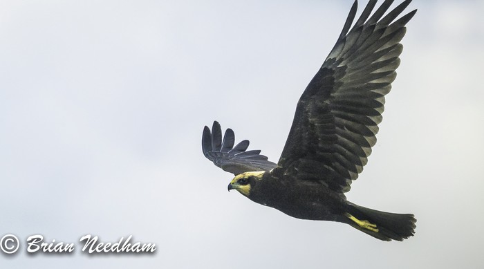 Marsh Harrier