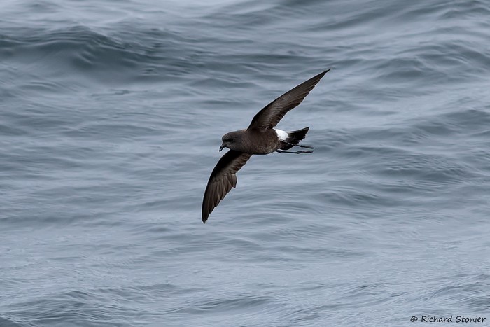 Wilson's Petrel