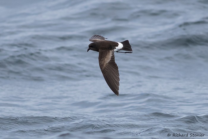 Wilson's Petrel