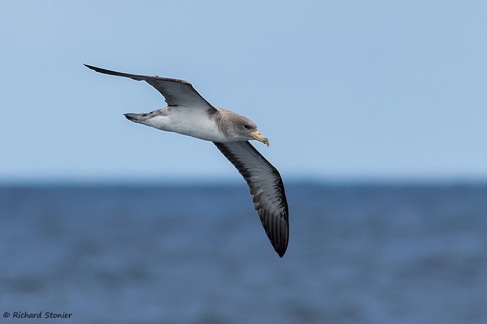 Cory's Shearwater