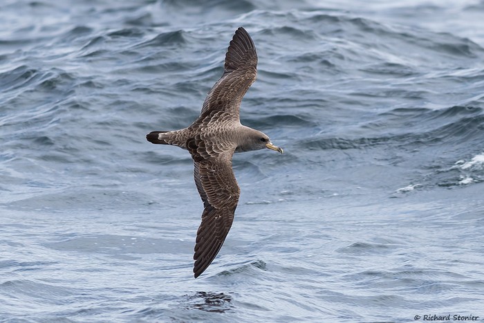Cory's Shearwater