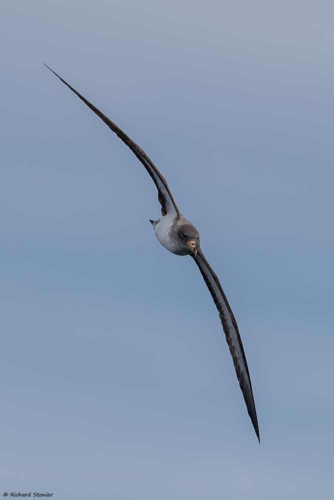 Cory's Shearwater
