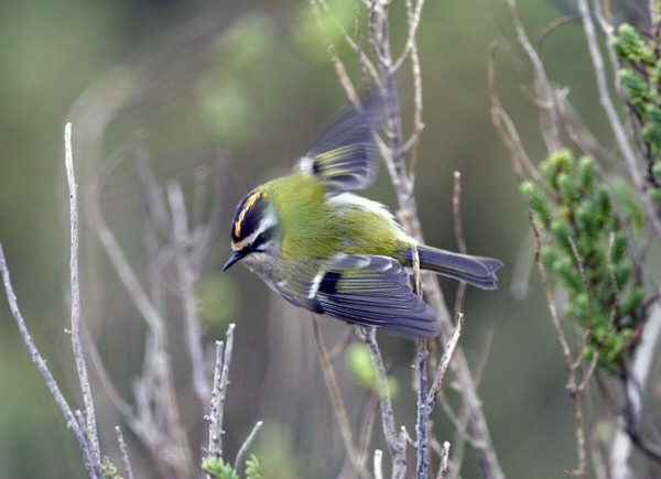 Firecrest