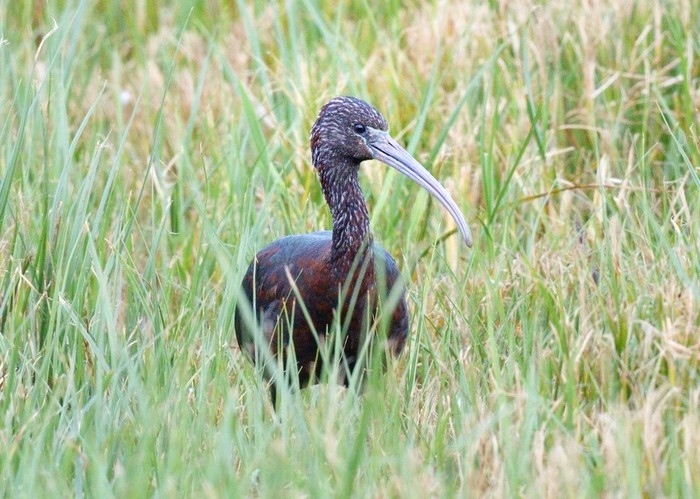 Glossy Ibis