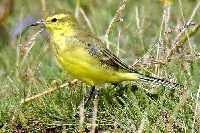 Yellow Wagtail