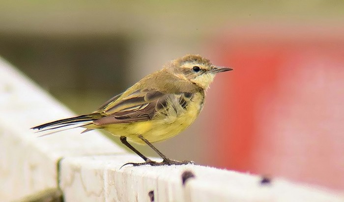 Yellow Wagtail