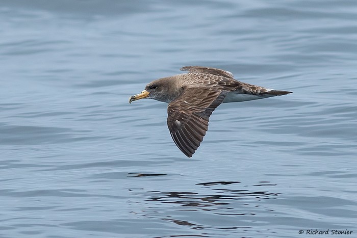Cory's Shearwater