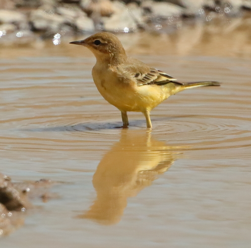 Yellow Wagtail