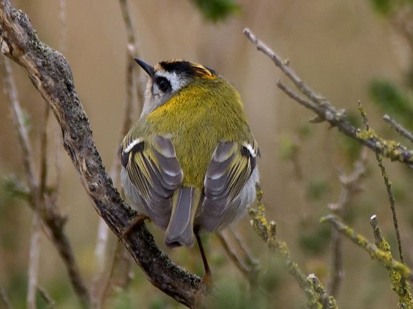 Firecrest