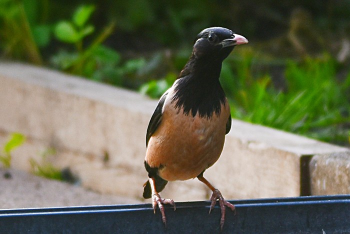 Rose-coloured Starling